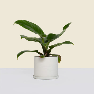 Small Stone Plant