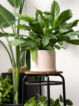 Amazon Lifestyle Beige Plant Pot