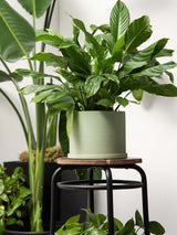 Amazon Lifestyle Green Plant Pot