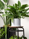 Amazon Lifestyle Grey Pot for Plants