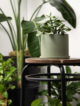 Amazon Lifestyle Small Green Plant Pot