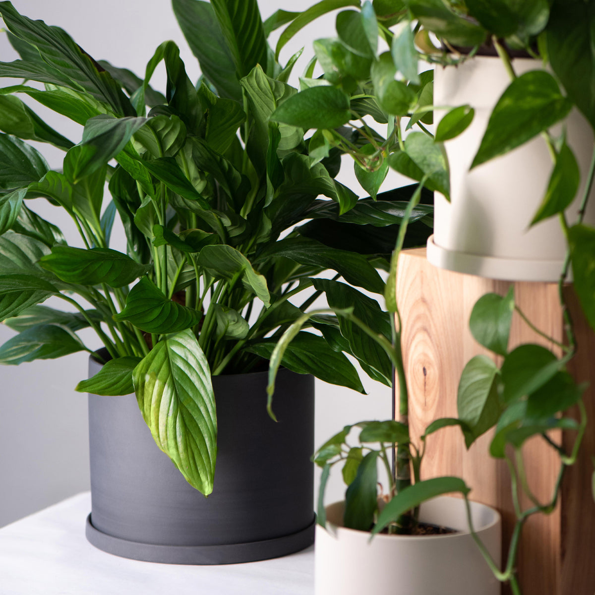     Medium Black Pot Plant