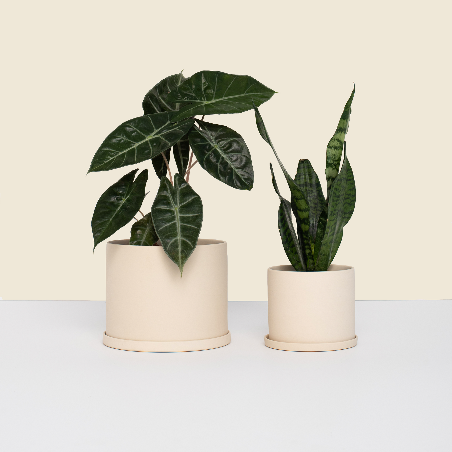 Beige Pot and Saucer Bundle | House Plant Pots – Jungle Supply