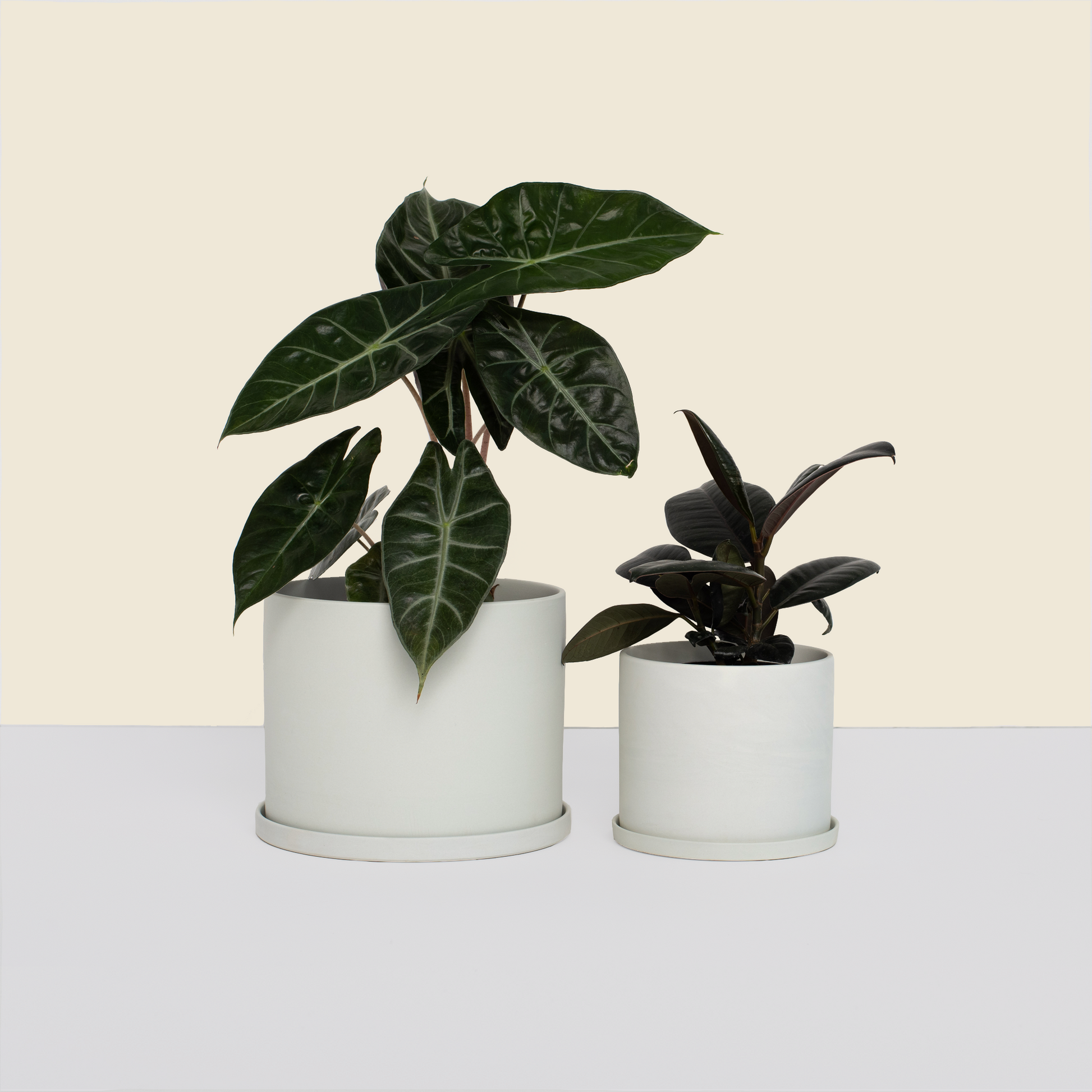 plant pots canada Stone Pot and Saucer Bundle