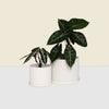 White Plant Pots Bundle