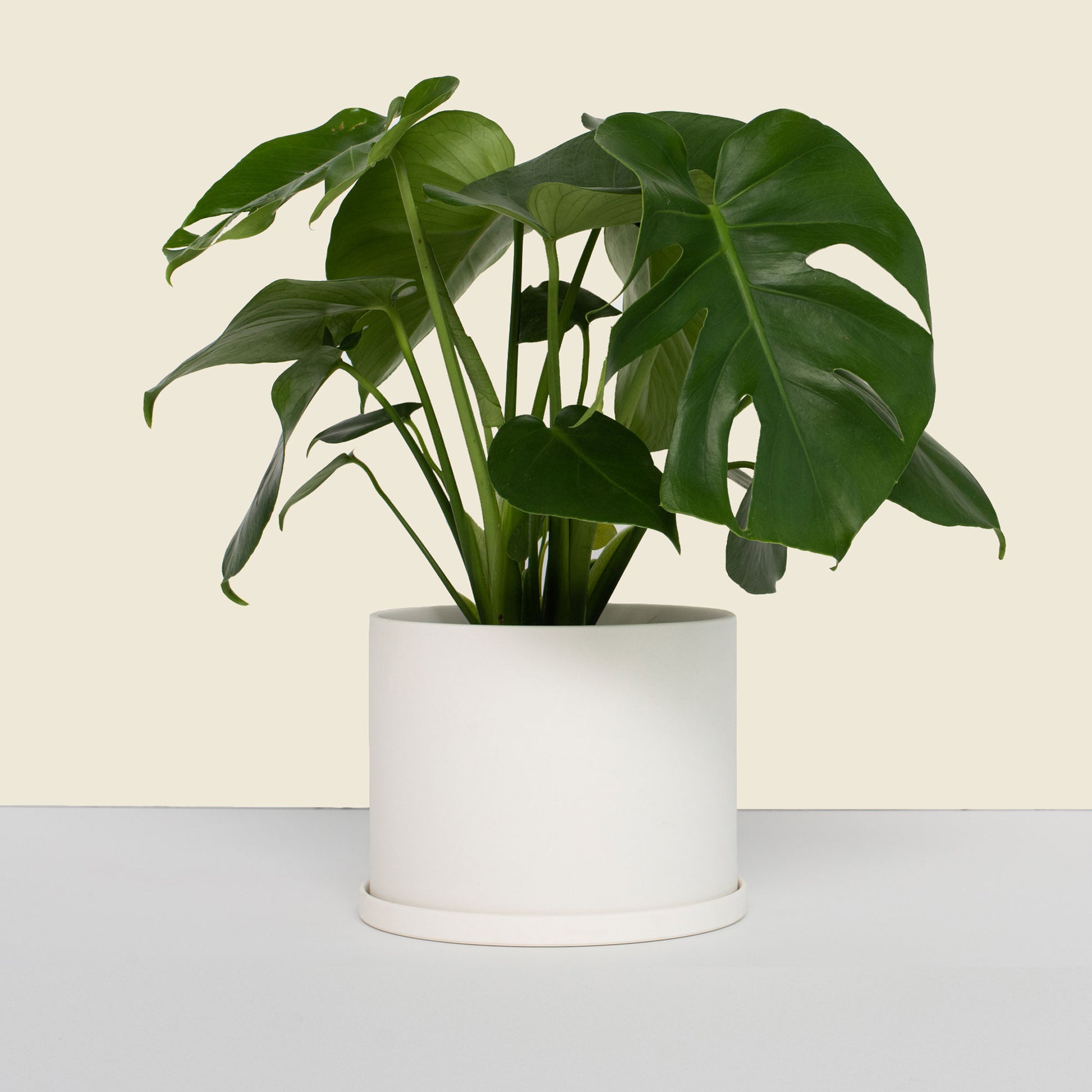 planter pots canada Medium White Pot with Saucer