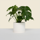Medium White Plant Pot