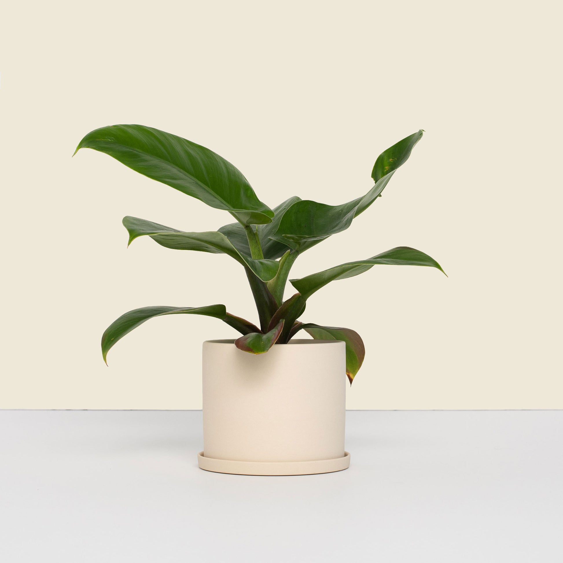 beige plant pots Small Beige Pot with Saucer