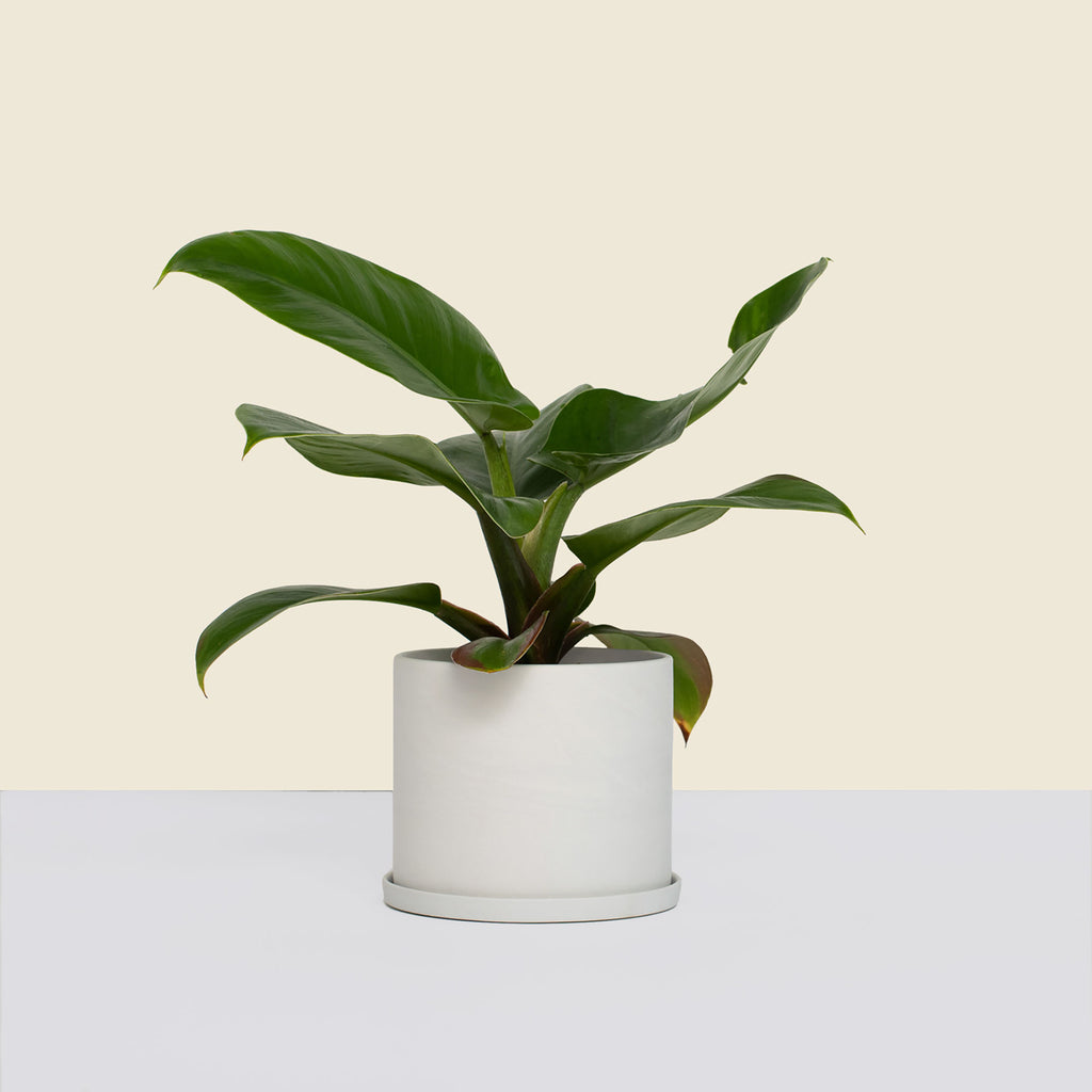 Small Stone Pot with Saucer | Plant Saucers Canada – Jungle Supply