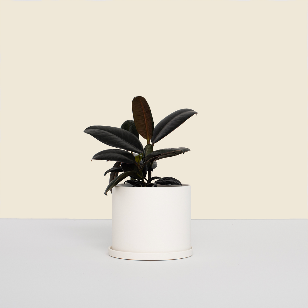 Small White Planter 