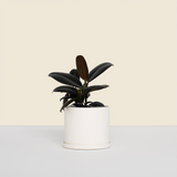 Small White Plant Pot